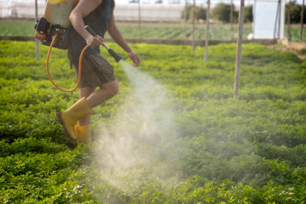 Best Wasp Removal Services  in Chama, NM