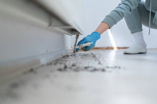 Wasp Removal Services in Chama, NM